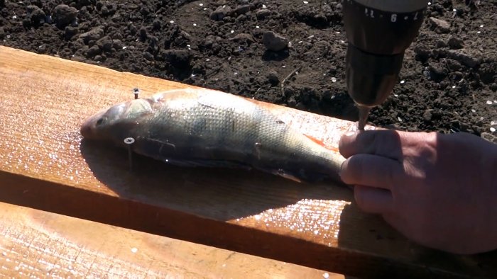 Как почистить ведро рыбы за 15 минут