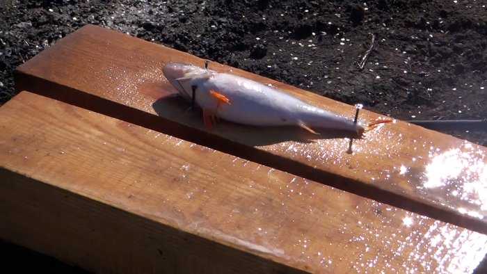 Как почистить ведро рыбы за 15 минут