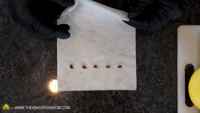 Как превратить семечко из яблока в дерево