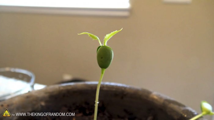 Как превратить семечко из яблока в дерево