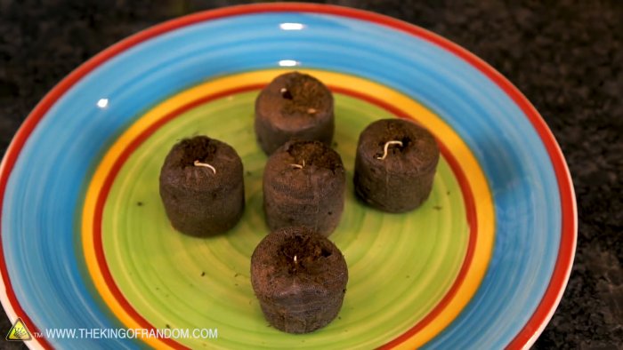 Как превратить семечко из яблока в дерево