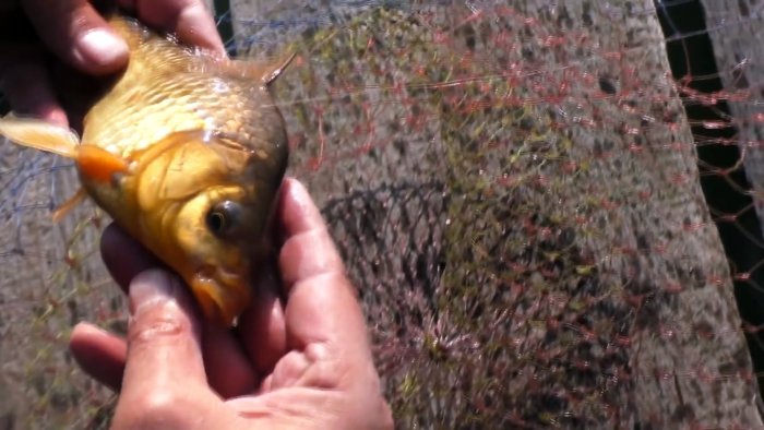 На это клюет круглый год