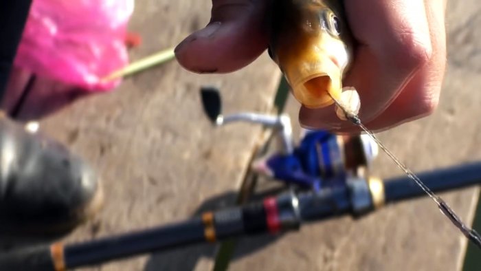 На это клюет круглый год