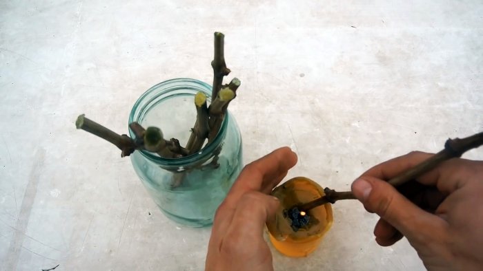 100 способ прорастить черенки винограда делаю всегда только так