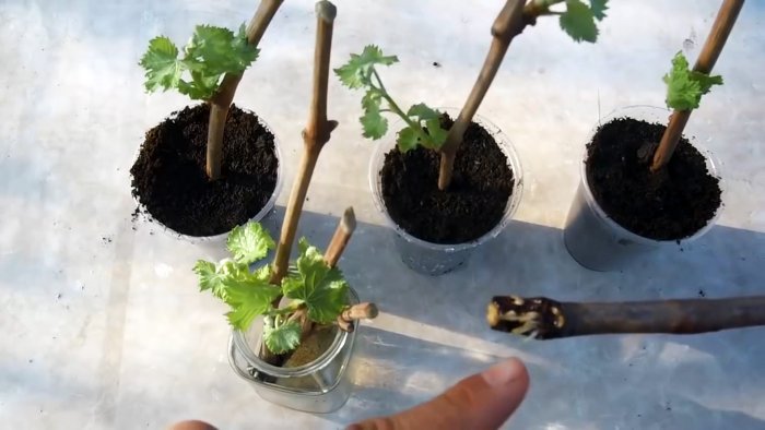 100 способ прорастить черенки винограда делаю всегда только так