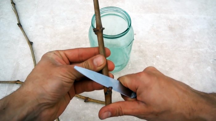 100 способ прорастить черенки винограда делаю всегда только так