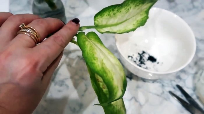 Супер способ для 100 процентного укоренения черенков любых растений