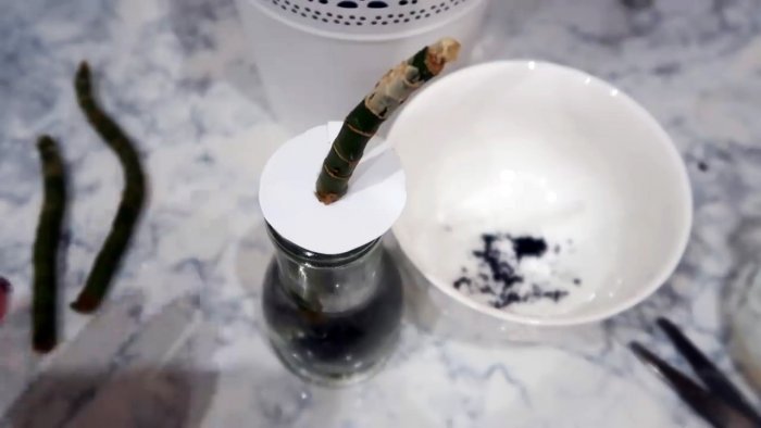 Супер способ для 100 процентного укоренения черенков любых растений