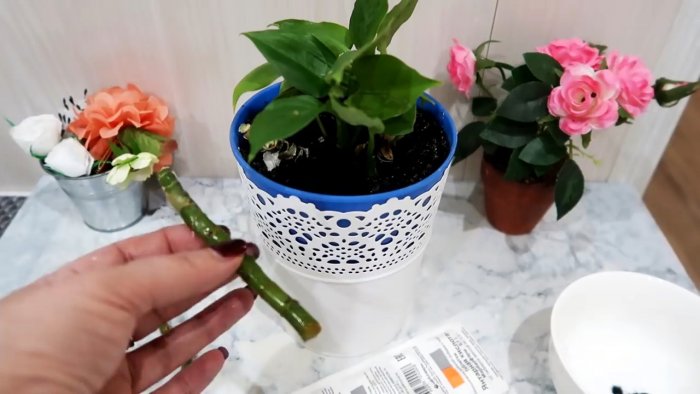 Супер способ для 100 процентного укоренения черенков любых растений