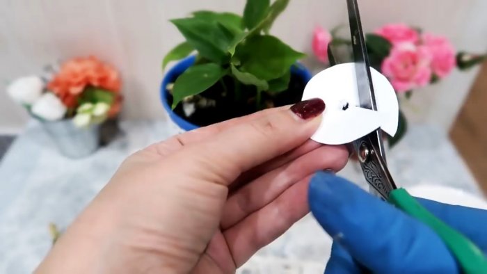 Супер способ для 100 процентного укоренения черенков любых растений