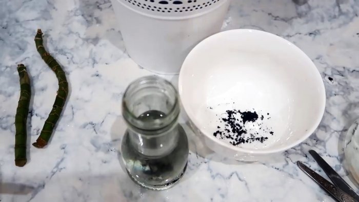 Супер способ для 100 процентного укоренения черенков любых растений