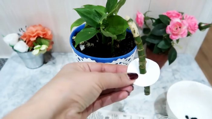 Супер способ для 100 процентного укоренения черенков любых растений