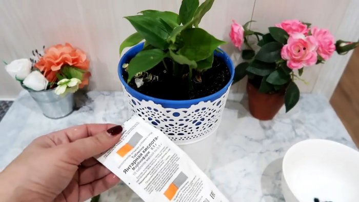 Супер способ для 100 процентного укоренения черенков любых растений