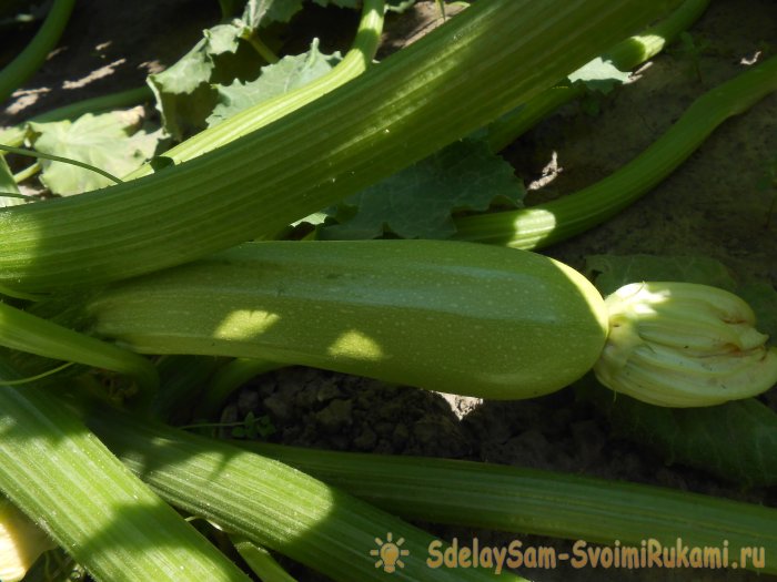 Три причины снижения урожайности кабачков