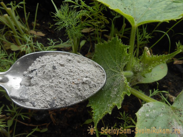 Три причины снижения урожайности кабачков