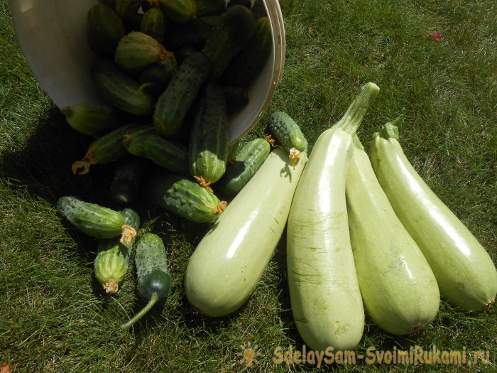 Три причины снижения урожайности кабачков