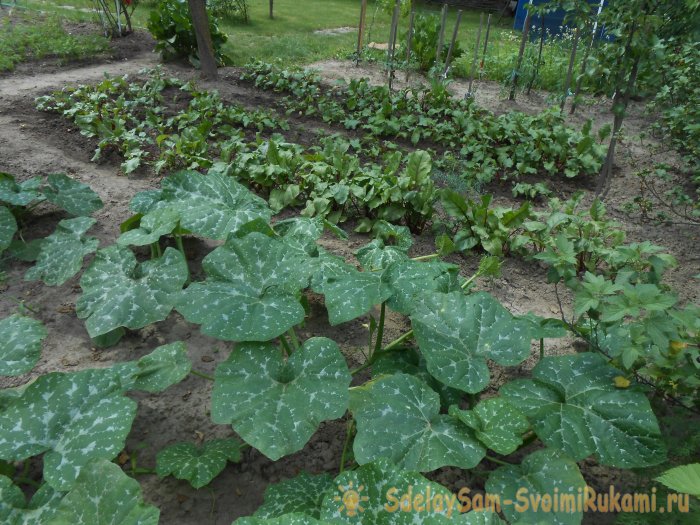 Три причины снижения урожайности кабачков