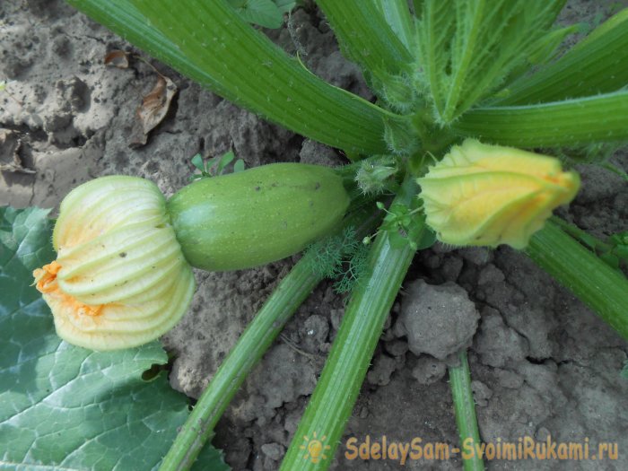 Три причины снижения урожайности кабачков