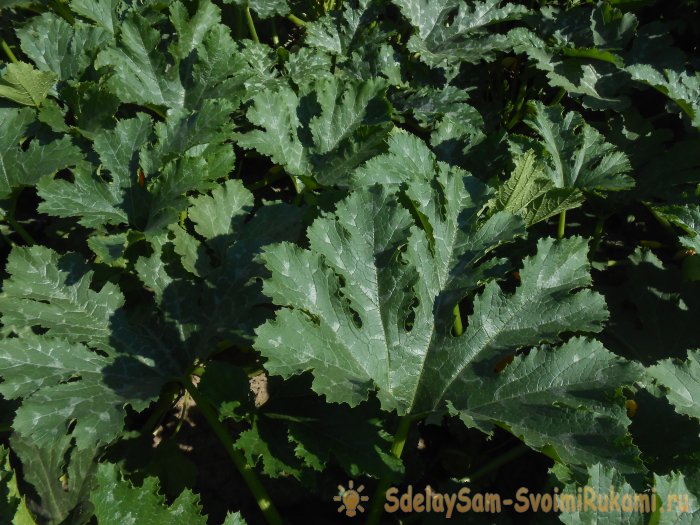 Три причины снижения урожайности кабачков