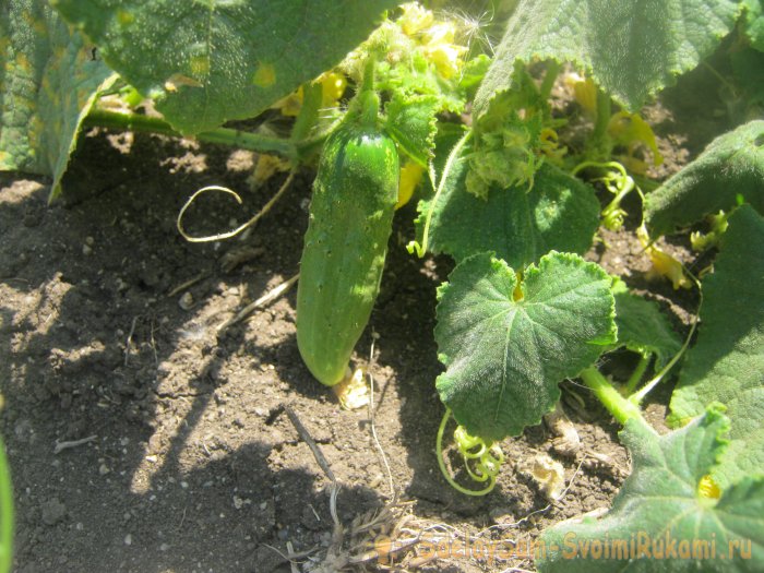 Пустоцветы на огурцах 6 основных причин и как с ними бороться