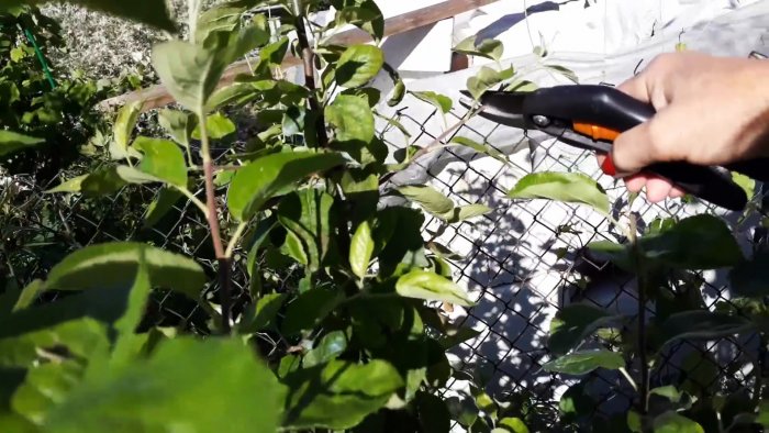 Как заставить молодые деревья плодоносить