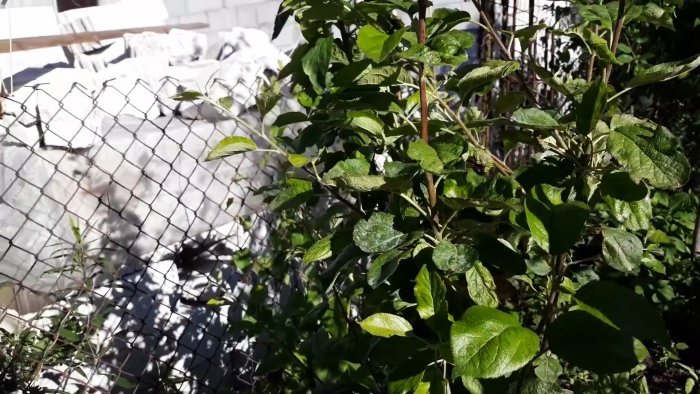 Как заставить молодые деревья плодоносить