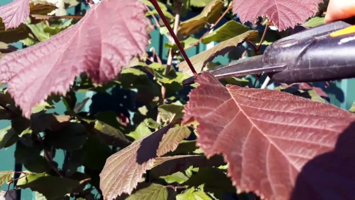 Как заставить молодые деревья плодоносить