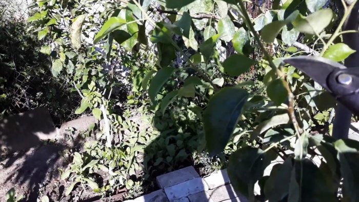 Как заставить молодые деревья плодоносить