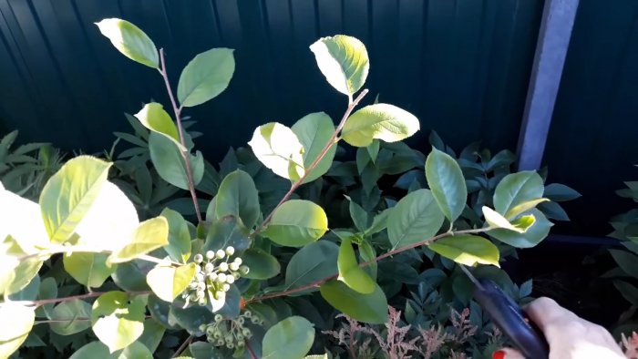 Как заставить молодые деревья плодоносить