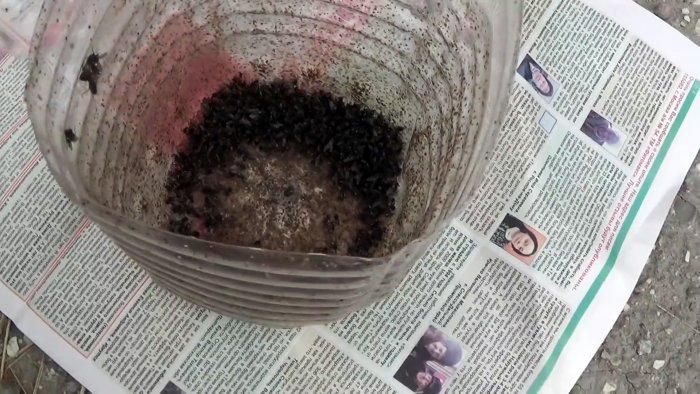 Вы забудете про мух если сделаете эту мухоловку из ПЭТ бутылки за 5 минут