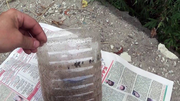 Вы забудете про мух если сделаете эту мухоловку из ПЭТ бутылки за 5 минут