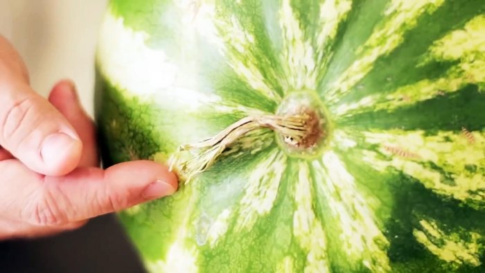 8 признаков которые помогут выбрать сахарный арбуз почти со 100 вероятностью