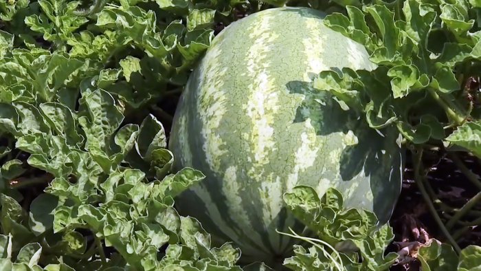 8 признаков которые помогут выбрать сахарный арбуз почти со 100 вероятностью