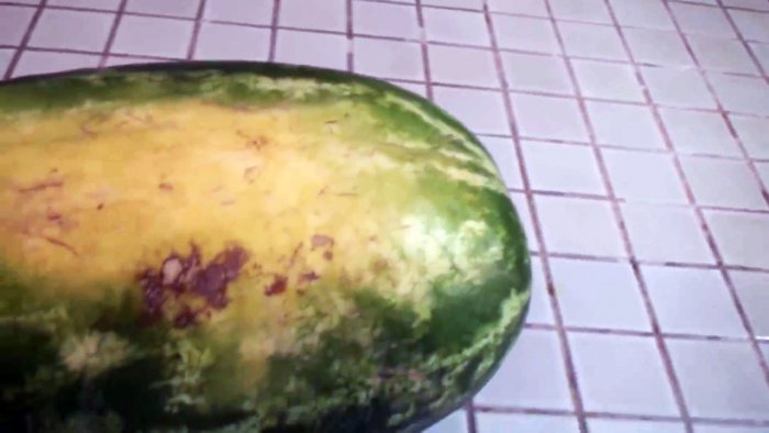 8 признаков которые помогут выбрать сахарный арбуз почти со 100 вероятностью