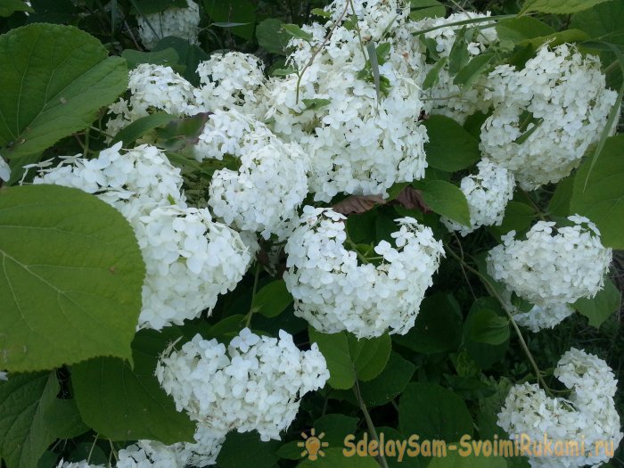 Осенний сад топ-7 ярких цветов которые цветут в сентябре