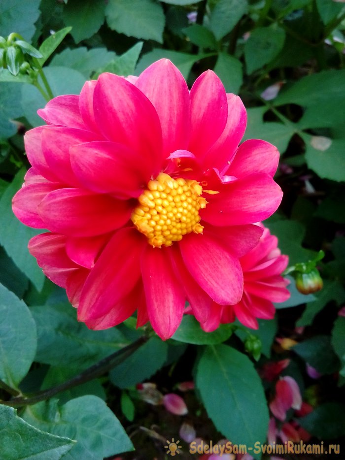 Осенний сад топ-7 ярких цветов которые цветут в сентябре