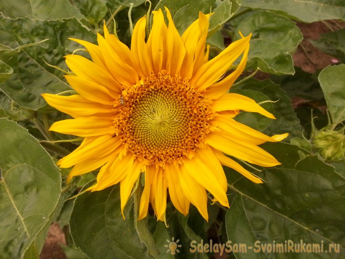 Осенний сад топ-7 ярких цветов которые цветут в сентябре