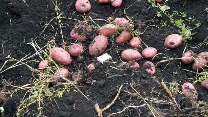 Картошка выходит сама из земли простая  картофелекопалка для мотоблока которую сможет повторить каждый