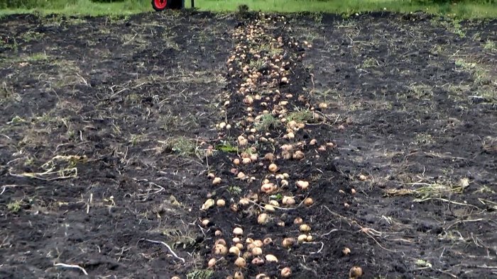 Картошка выходит сама из земли простая картофелекопалка для мотоблока которую сможет повторить каждый