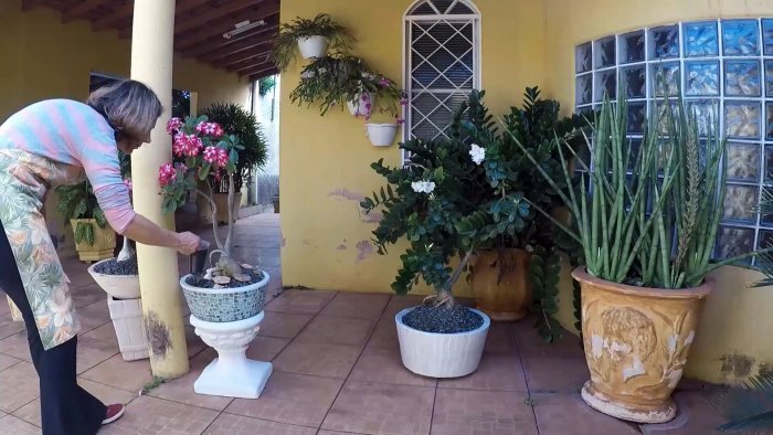 Растения растут прямо на глазах Как получить удобрение из отходов