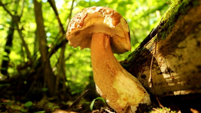 Как не уйти из леса без грибов Советы профессионального миколога