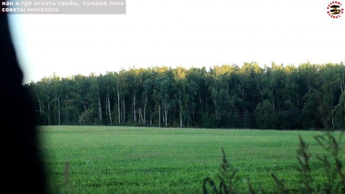 Как не уйти из леса без грибов Советы профессионального миколога