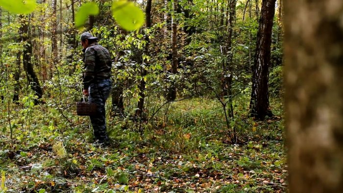 Как не уйти из леса без грибов Советы профессионального миколога