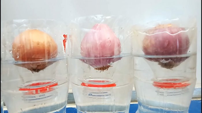 Новый супер способ выращивания лука на перо в бутылках