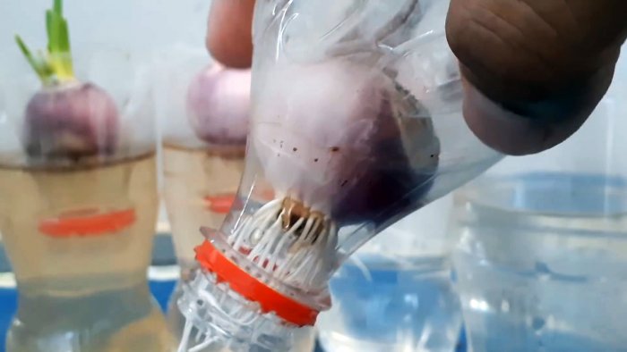 Новый супер способ выращивания лука на перо в бутылках