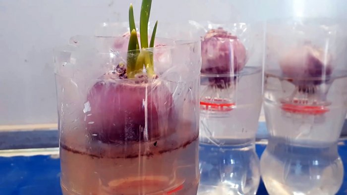 Новый супер способ выращивания лука на перо в бутылках