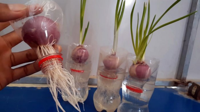 Новый супер способ выращивания лука на перо в бутылках
