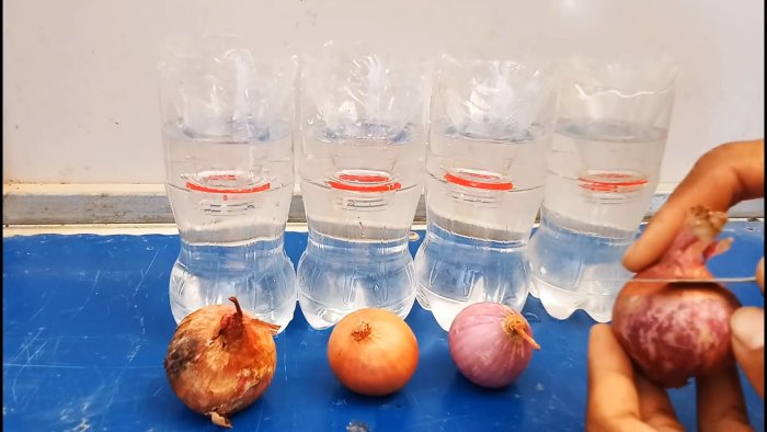 Новый супер способ выращивания лука на перо в бутылках