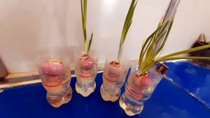 Новый супер способ выращивания лука на перо в бутылках