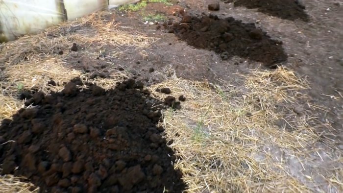 Хотите следующий летом получить небывалый урожай Тогда сделайте так